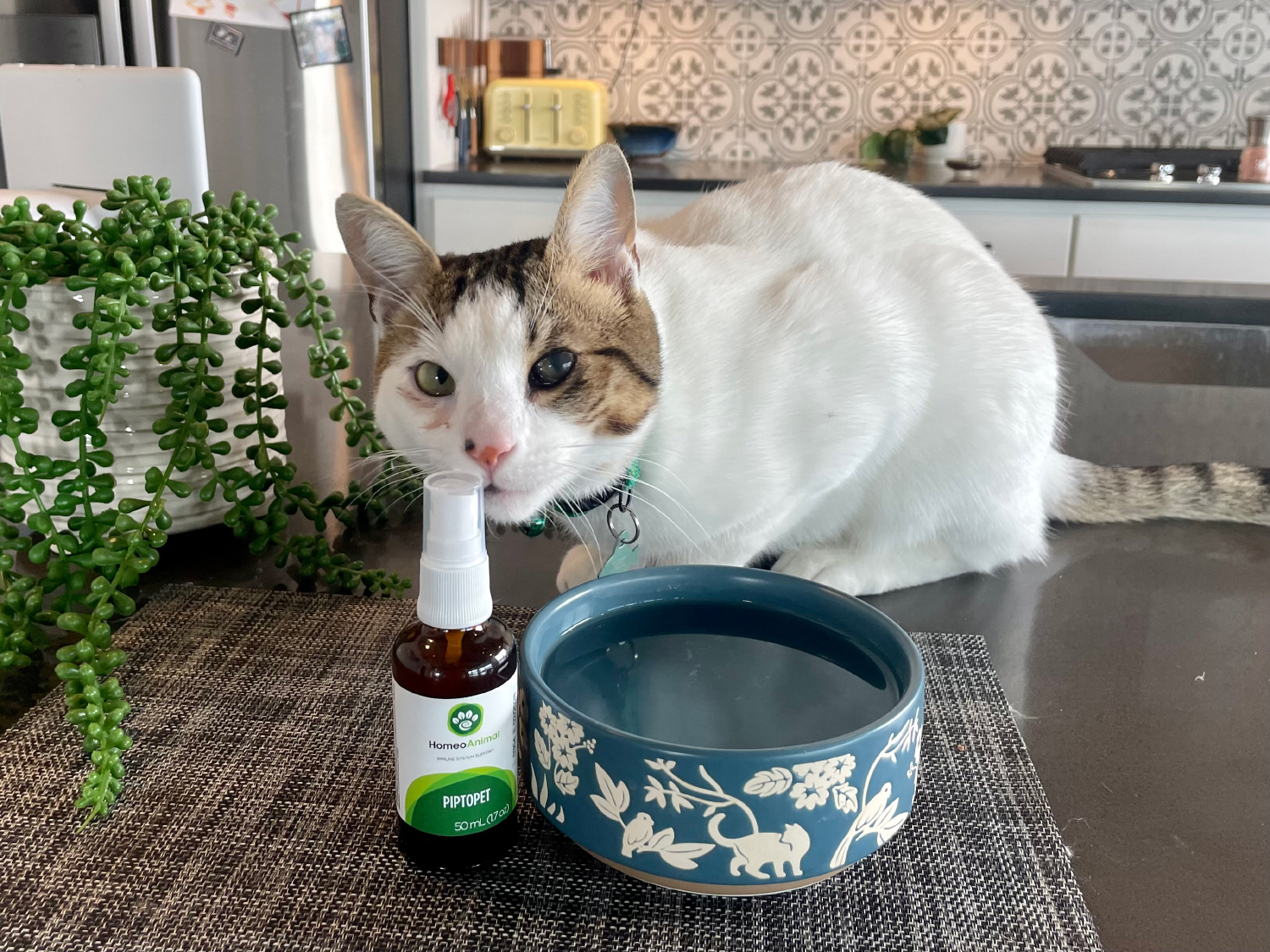 Zumalka Cat Supplement - makoa with piptopet and water bowl