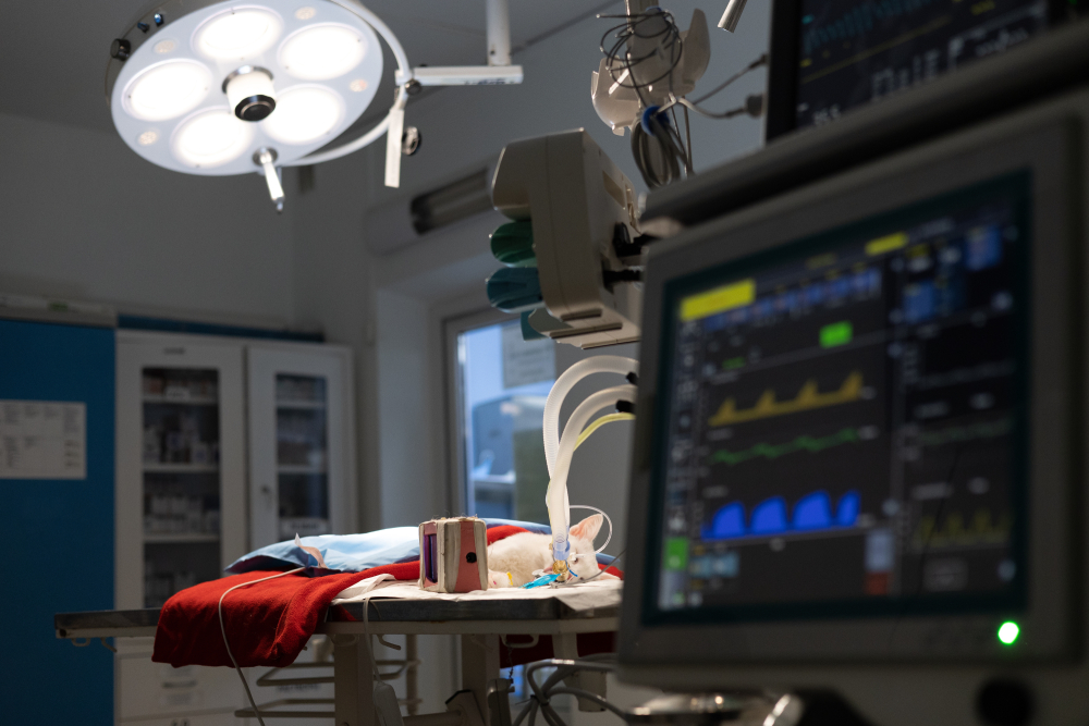 a cat lies on the table connected to a gas anesthesia machine after operation or surgery