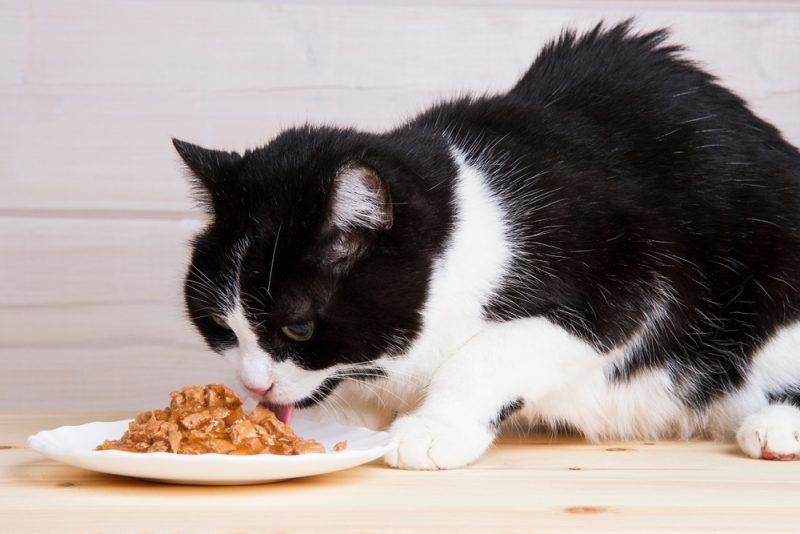 black and white old cat eats from a plate