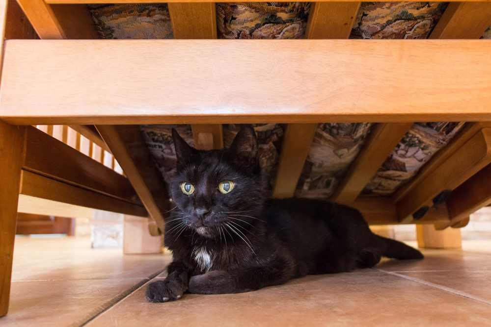 black-cat-under-bed