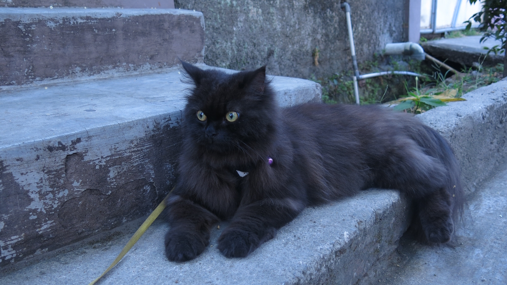 black-persian-cat-resting-on-concrete