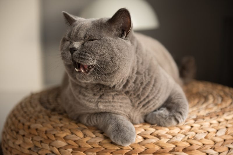 british-shorthair-cat-meowing