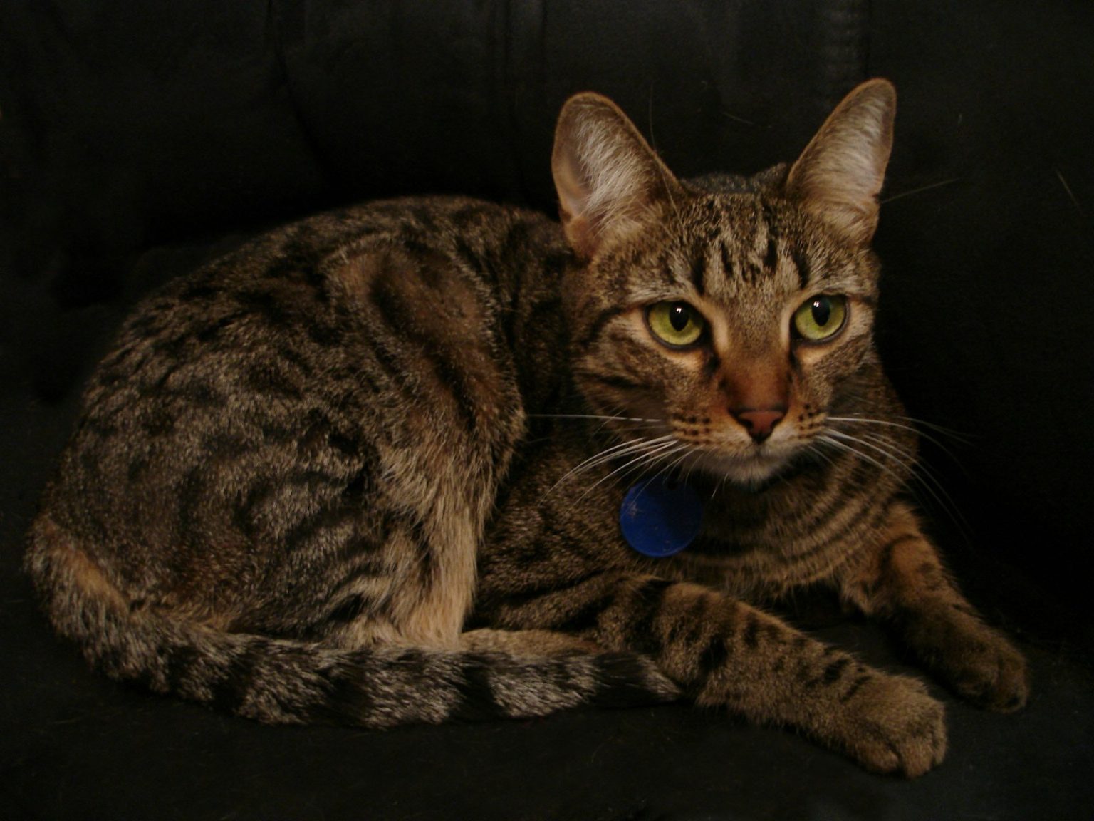 Domestic Shorthair Vs American Shorthair Cat Main Differences With Domestic shorthair vs american shorthair cat main differences with