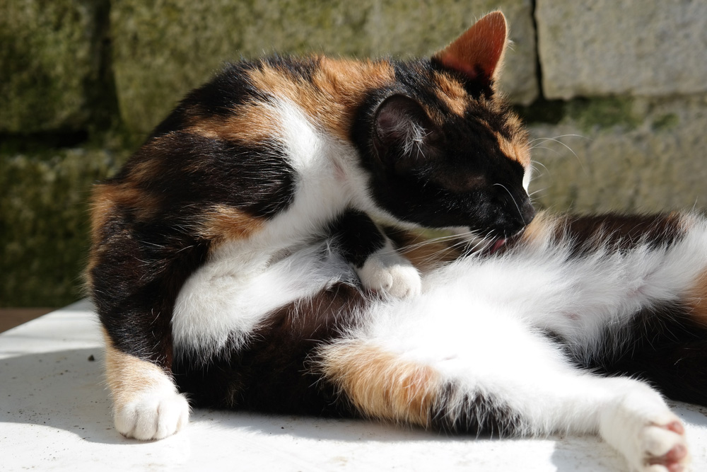 calico cat licking its belly