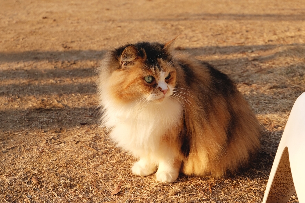 calico-persian-cat-sitting