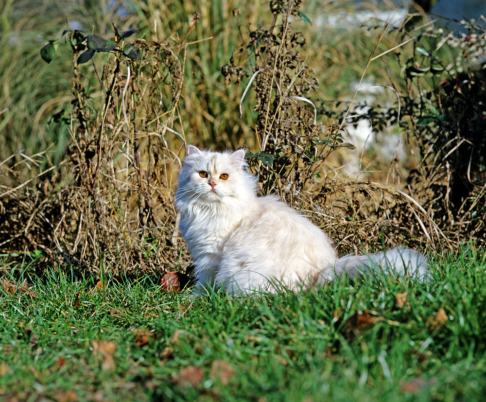 cameo-persian-cat-on-grass