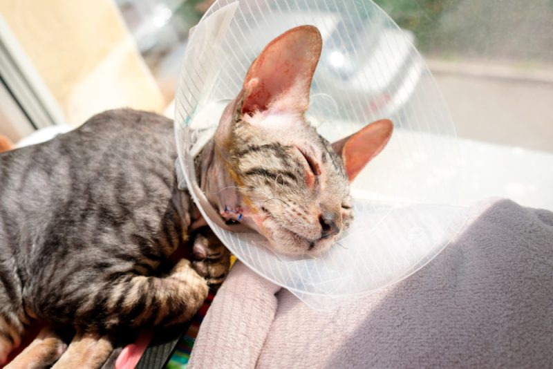 cat after surgery to remove a polyp in the ear and the seam is visible. Wearing a protective blanket