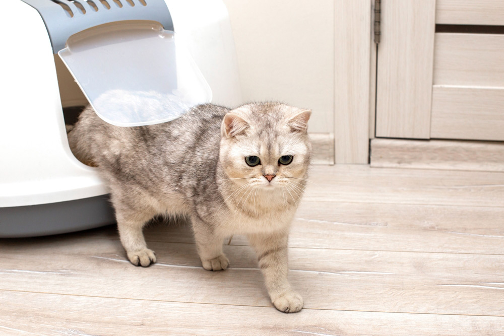 cat coming out of a litter box