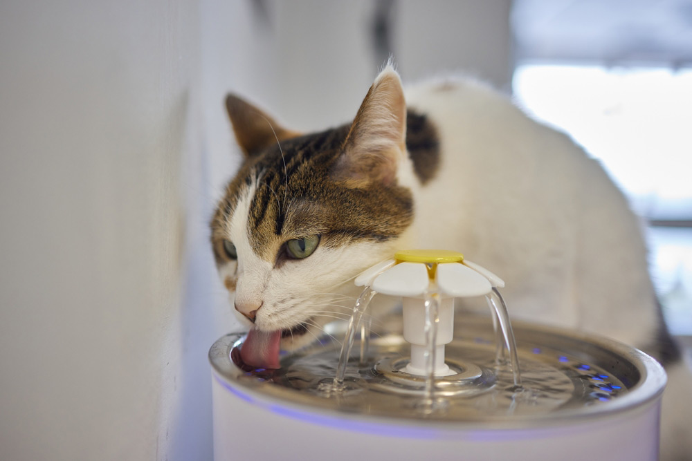 cat drinking from cat water fountain