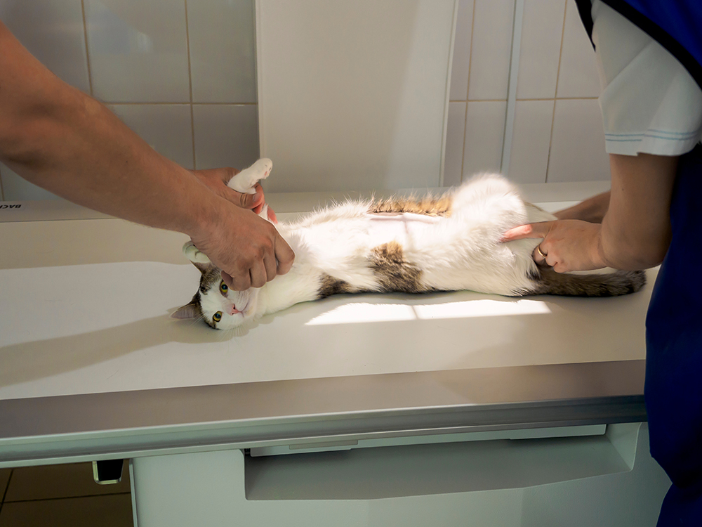 cat getting an xray at the clinic