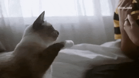 cat high fives a person