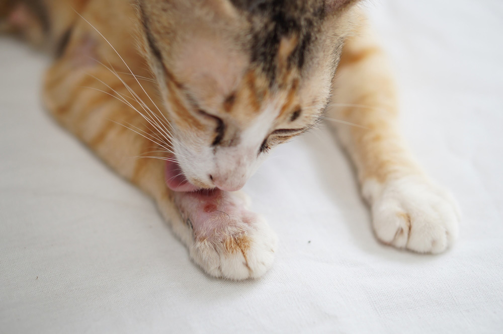 cat licking a bite wound