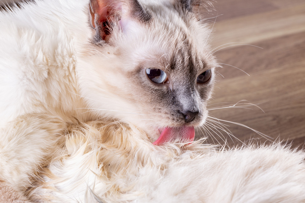 cat licking its fur