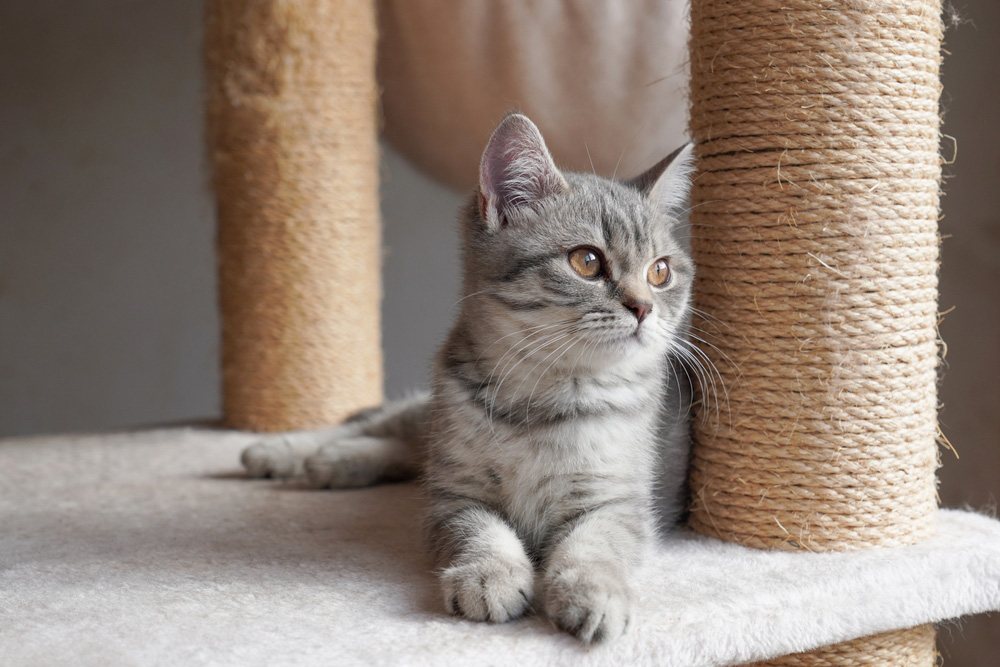 cat lying on a cat tree