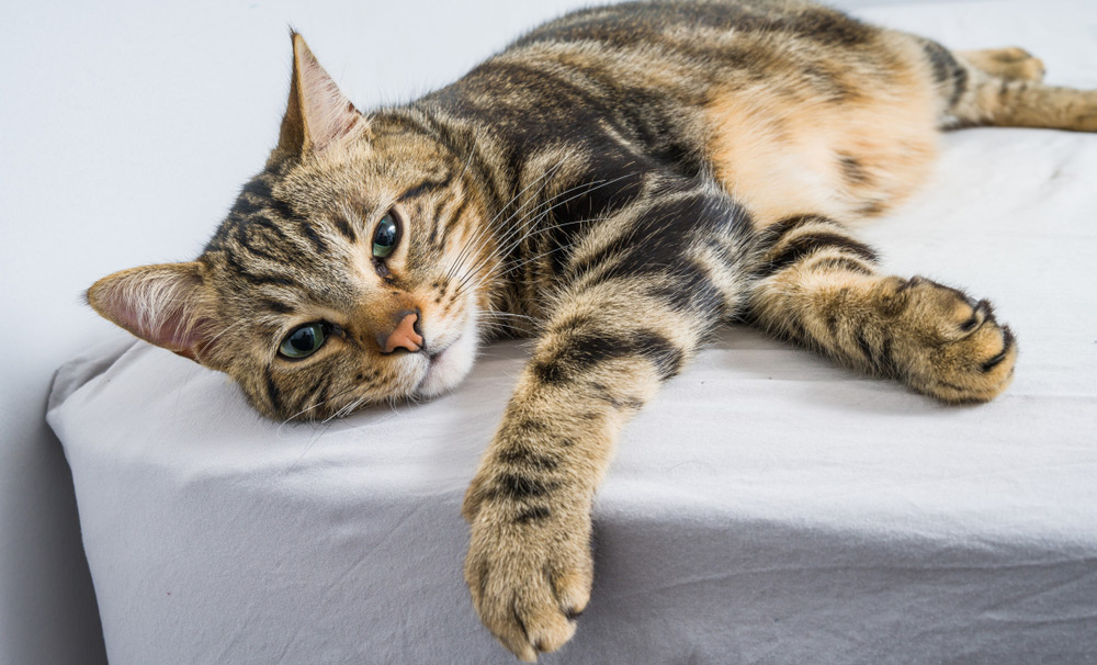 cat lying on bed at home