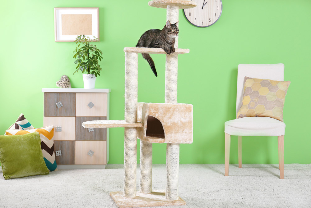 cat lying on cat condo