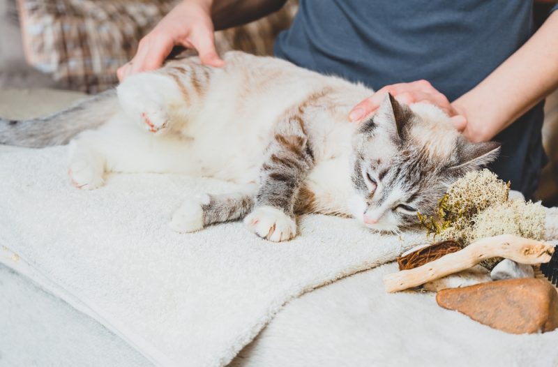 cat-massage