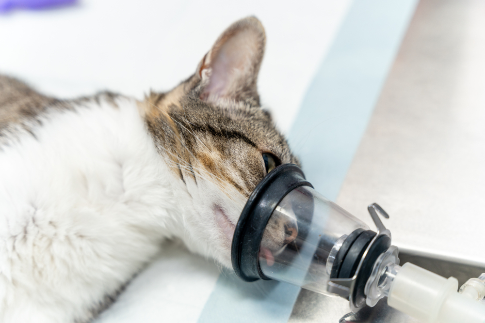 cat on the operating table receiving anesthesia to vet put him to sleep