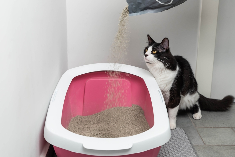 cat-owner-adding-cat-litter