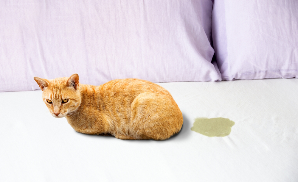 cat-peeing-on-the-bed