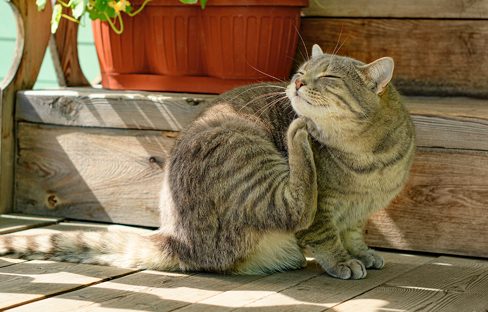 cat scratching itself