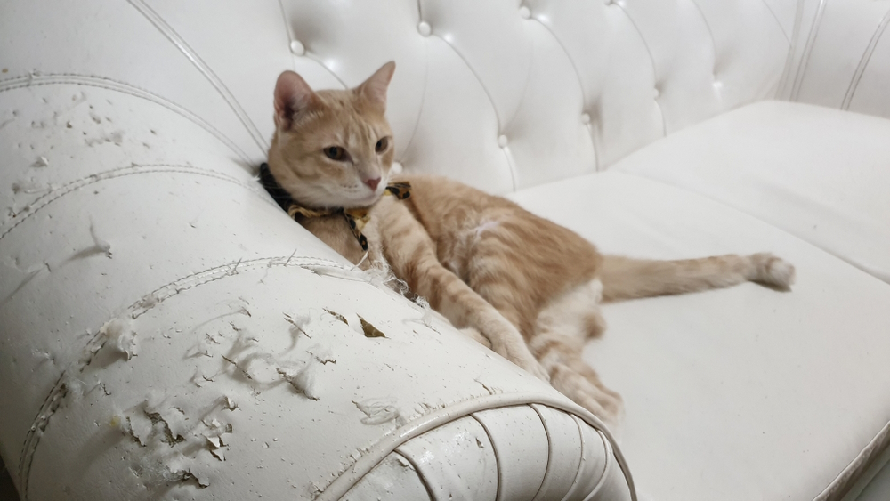 cat-scratching-on-couch