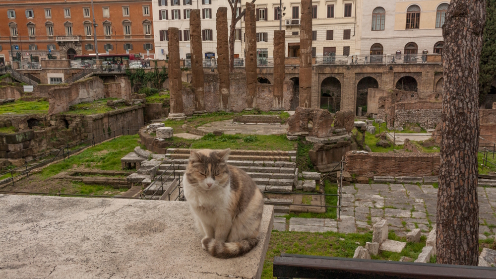 cat-sitting-in-historical-place-in-rome