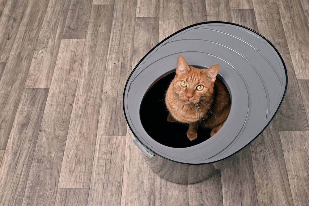 cat sitting in top entry litter box