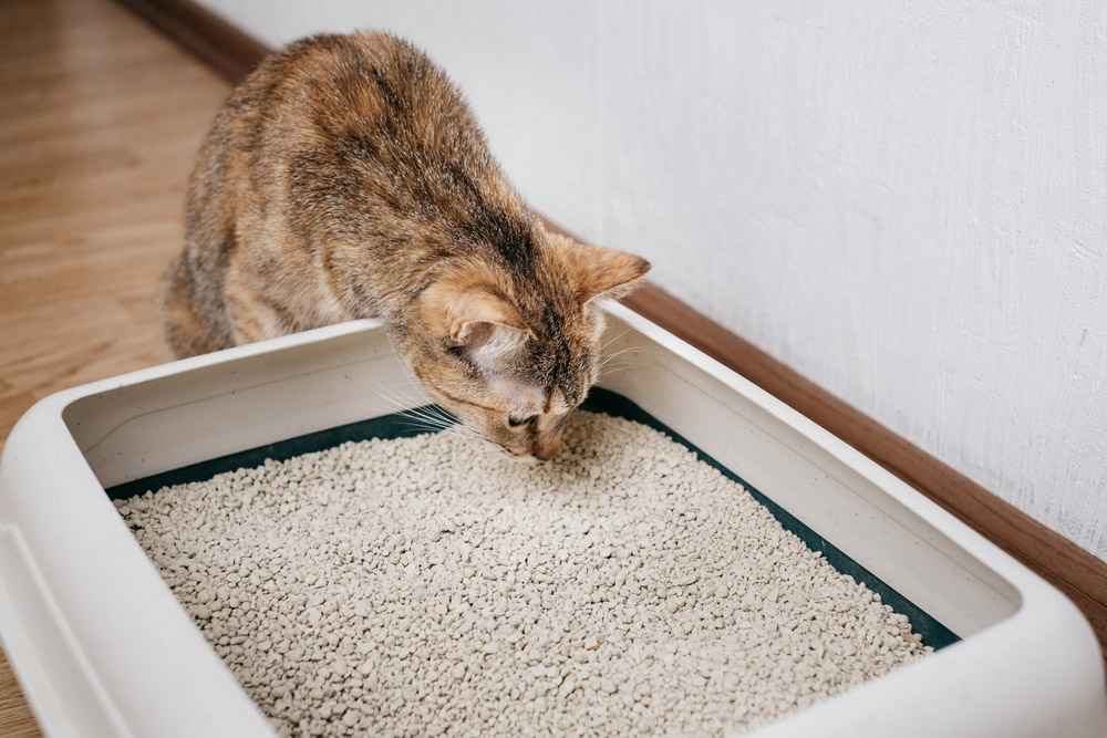 cat sniffing the litter box
