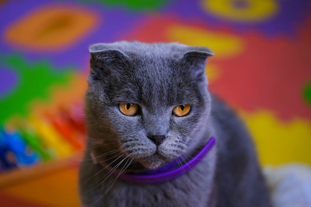 cat wearing a purple collar