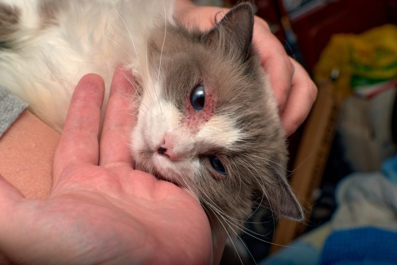 cat-with-dermatitis