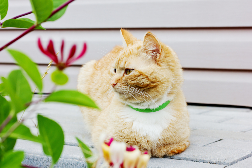 cat with green collar lying outside