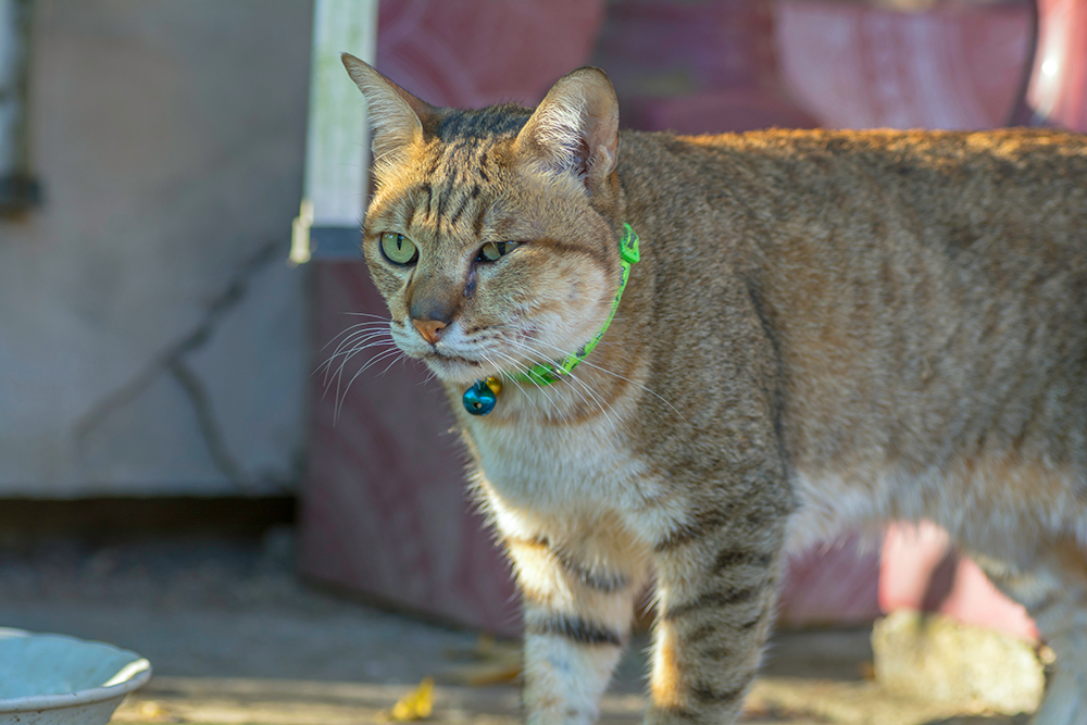 Cat with swollen face