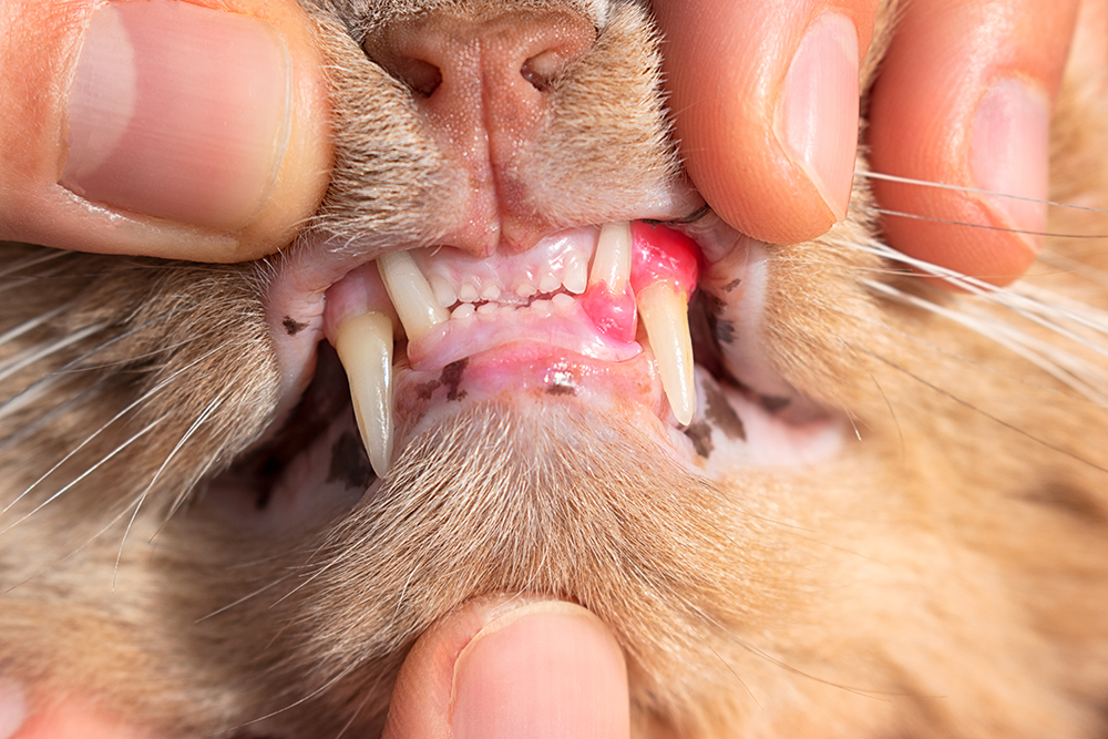 cat with swollen gums