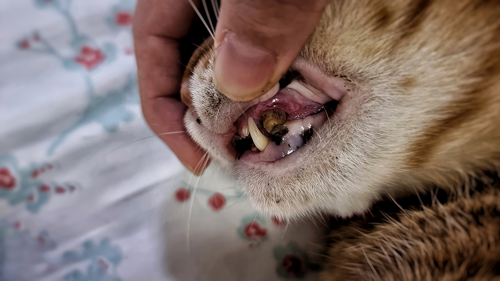 cat with tooth abscess