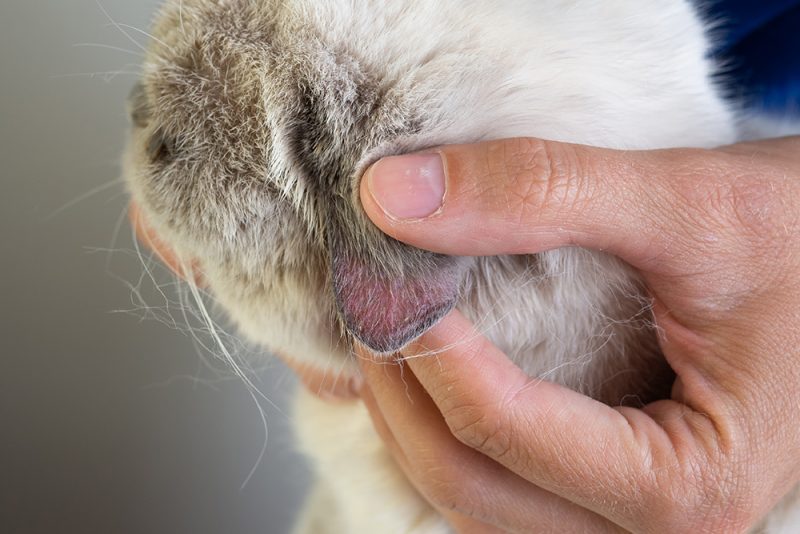 close up cat with eye sore