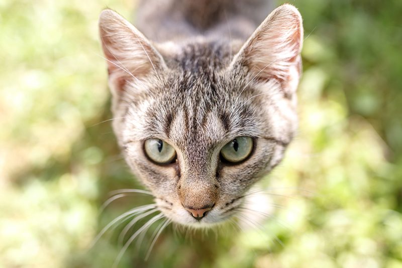 close up longhaired brown tabby cat