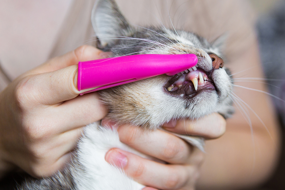 close up person brushing teeth of cat