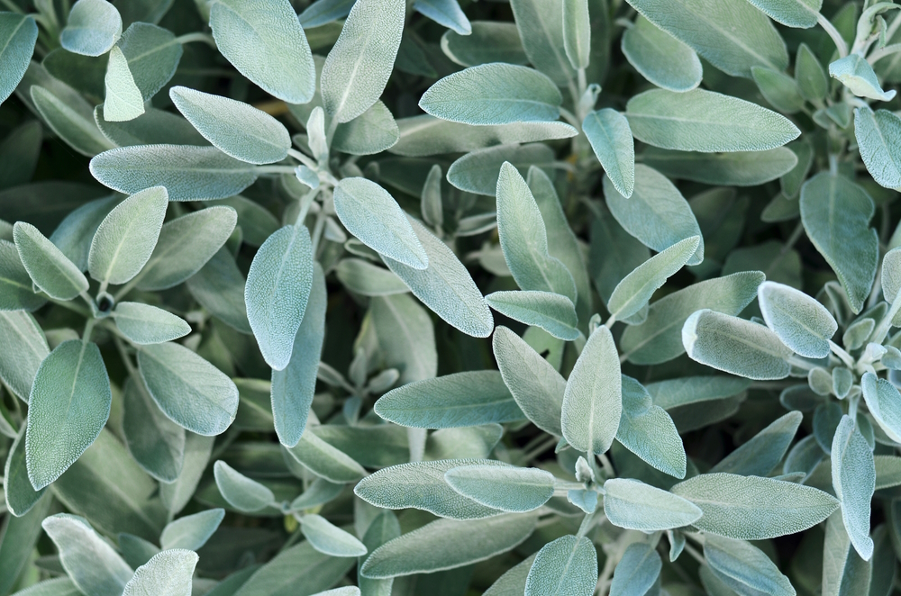 common-sage-plant