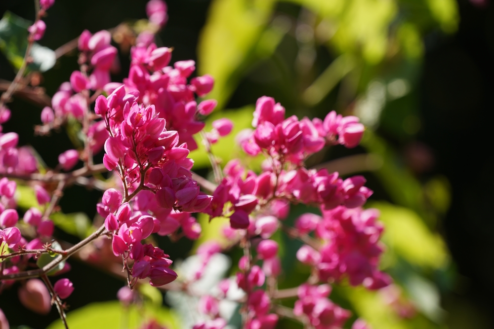 coral-bells-in-the-garden