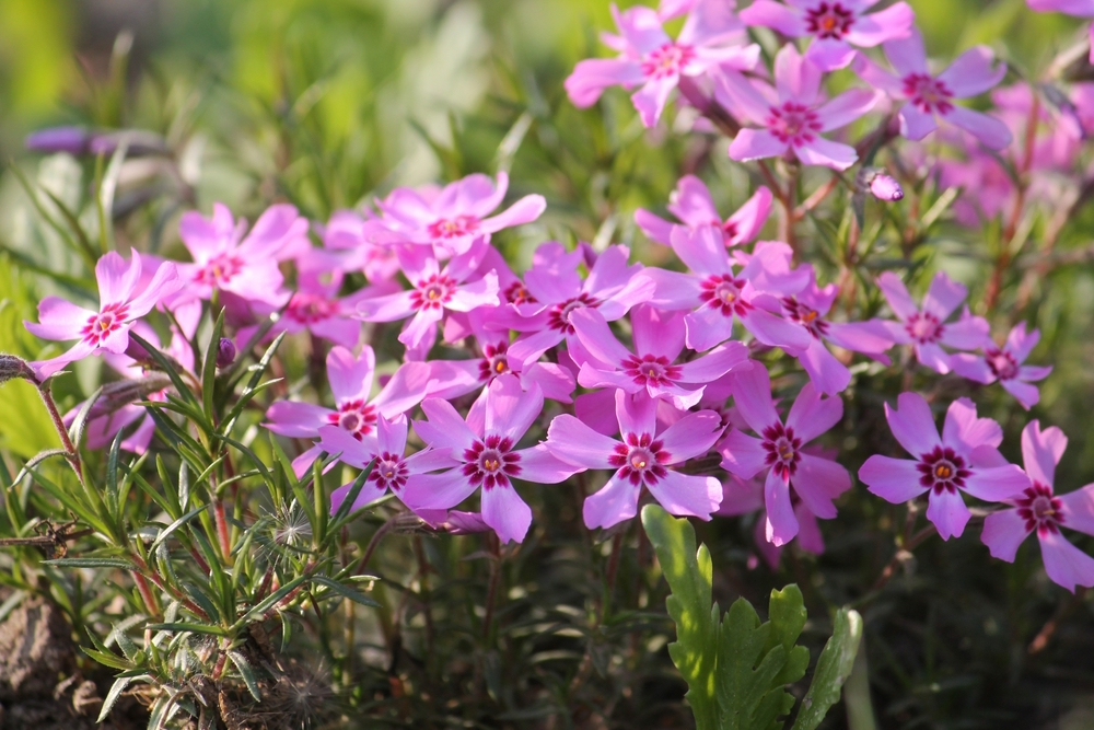 creeping-phlox-in-the-garden