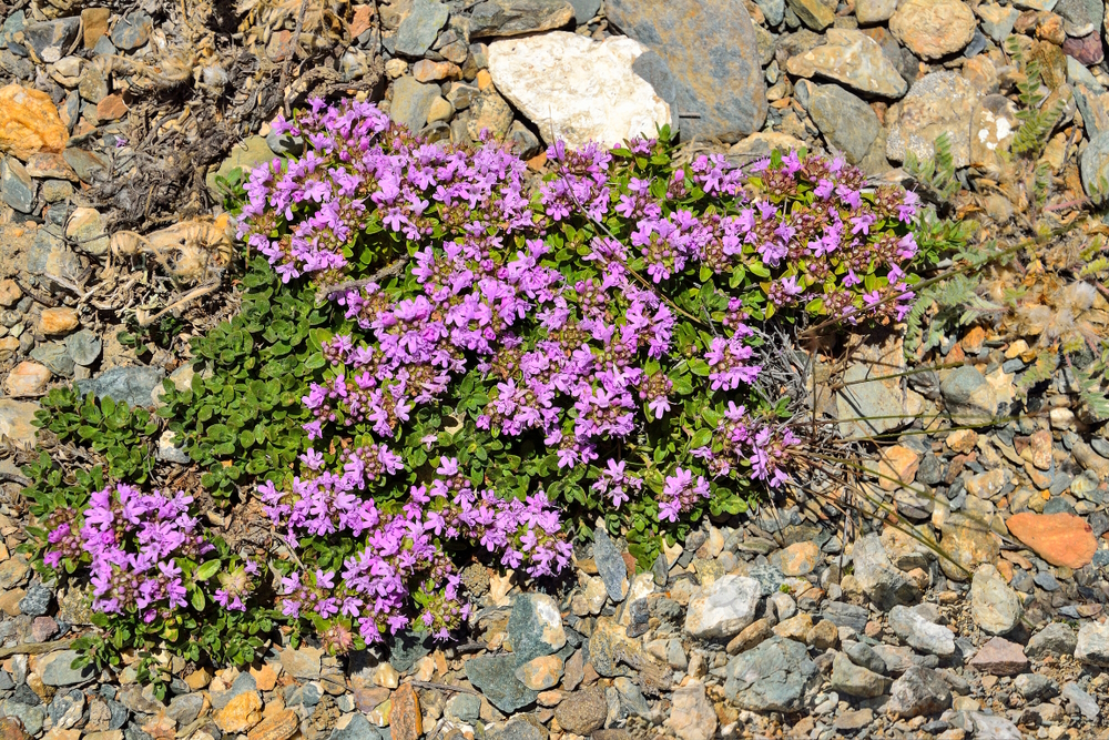 creeping-thyme-in-the-garden