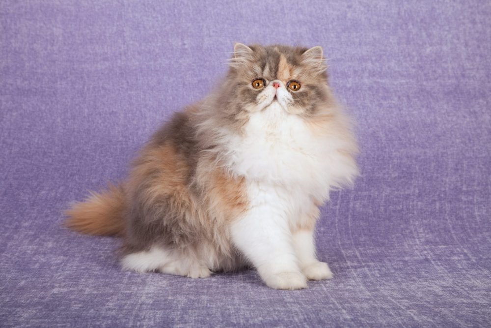 dilute calico cat standing with a purple background