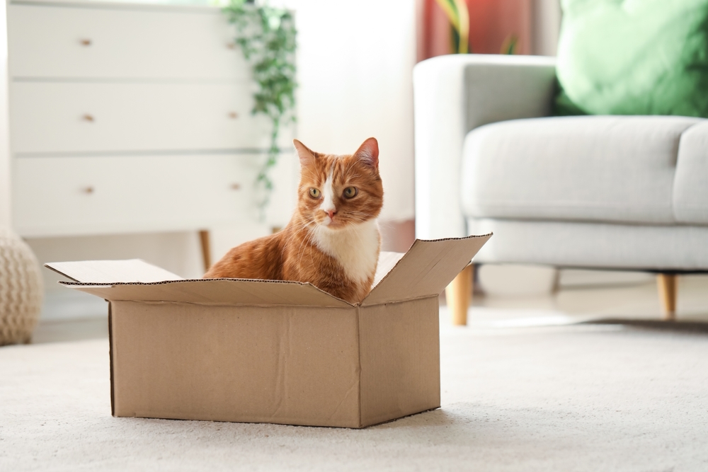 domestic-cat-in-cardboard-box