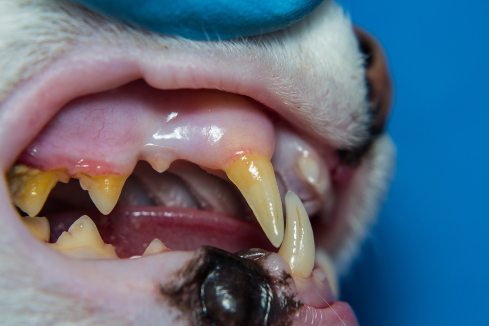 domestic cat with gingivitis and gum retraction or Bacterial plaque or tartar on the teeth surface