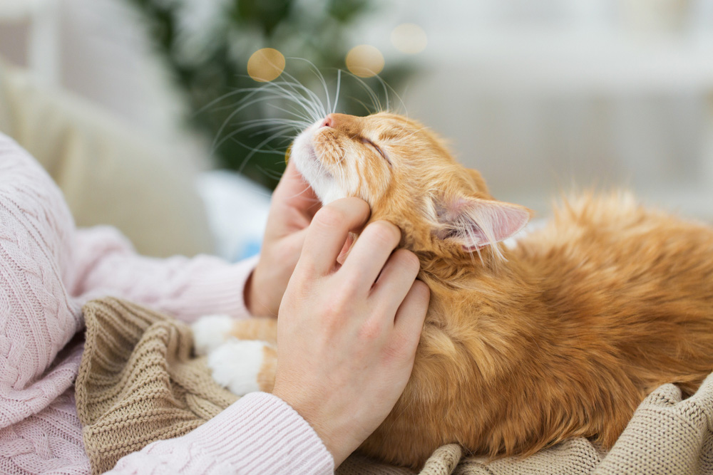 female owner stroking tabby cat in bed at home