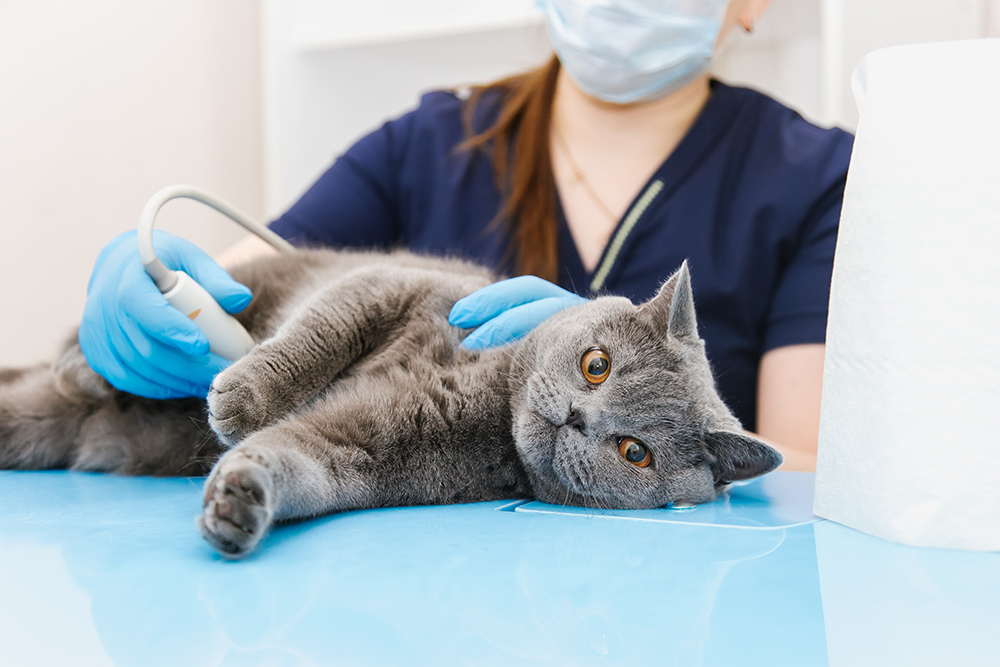 female vet doing ultrasound on a cat