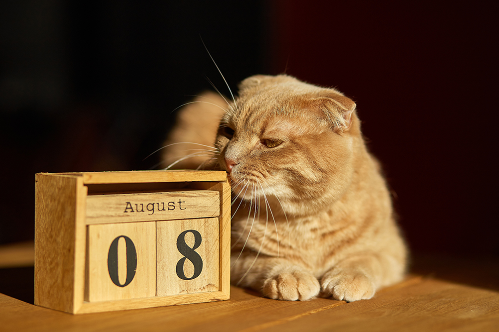 ginger cat beside the wooden calendar
