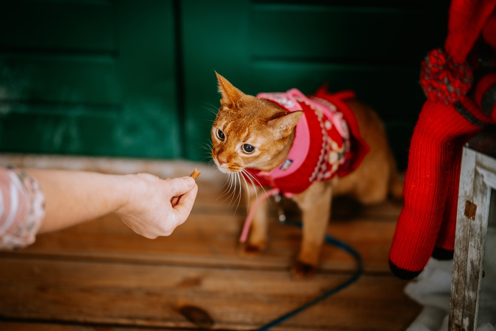 ginger-cat-having-treats