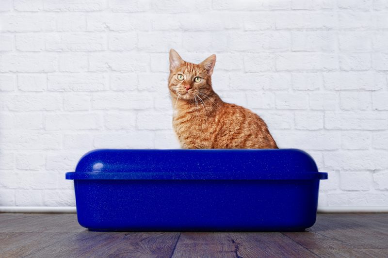 Ginger cat in blue litter box